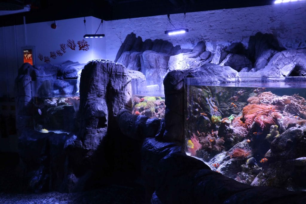 Tanks in the Aquarium