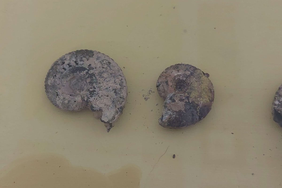 Two fossils