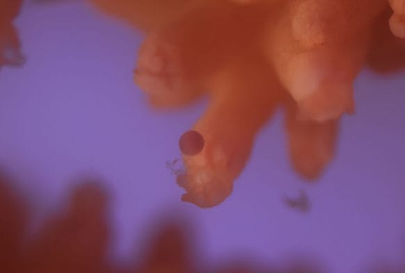 Threatened Pink Sea Fan coral breeds in UK aquarium for first time