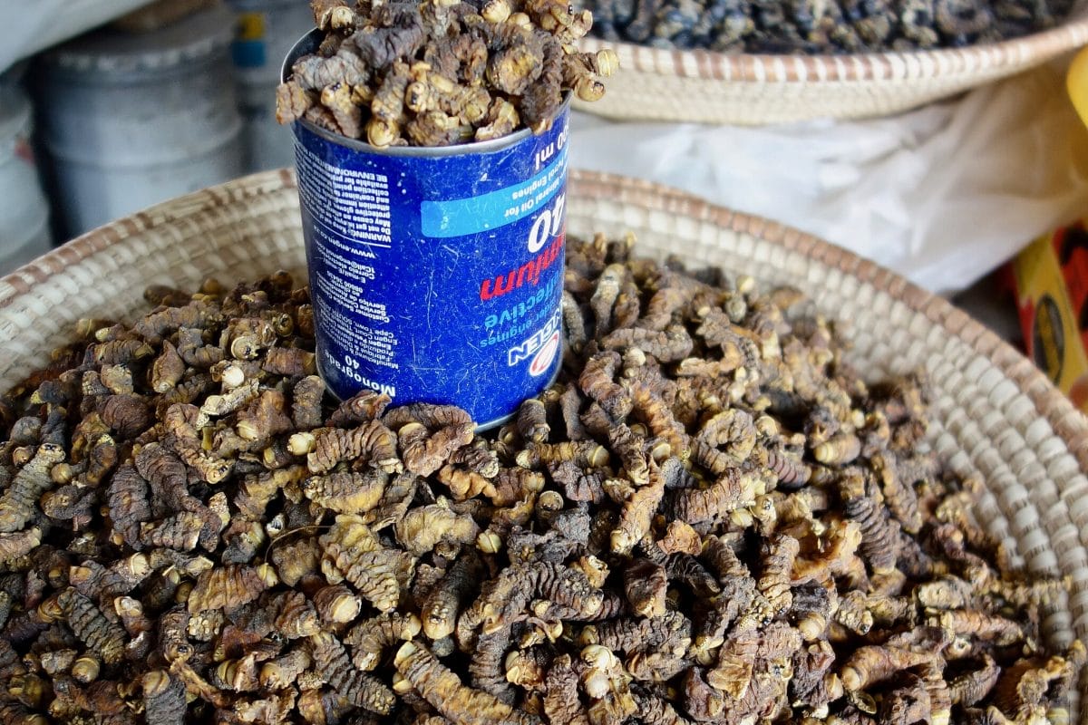 Mopane worms on a place and in a can