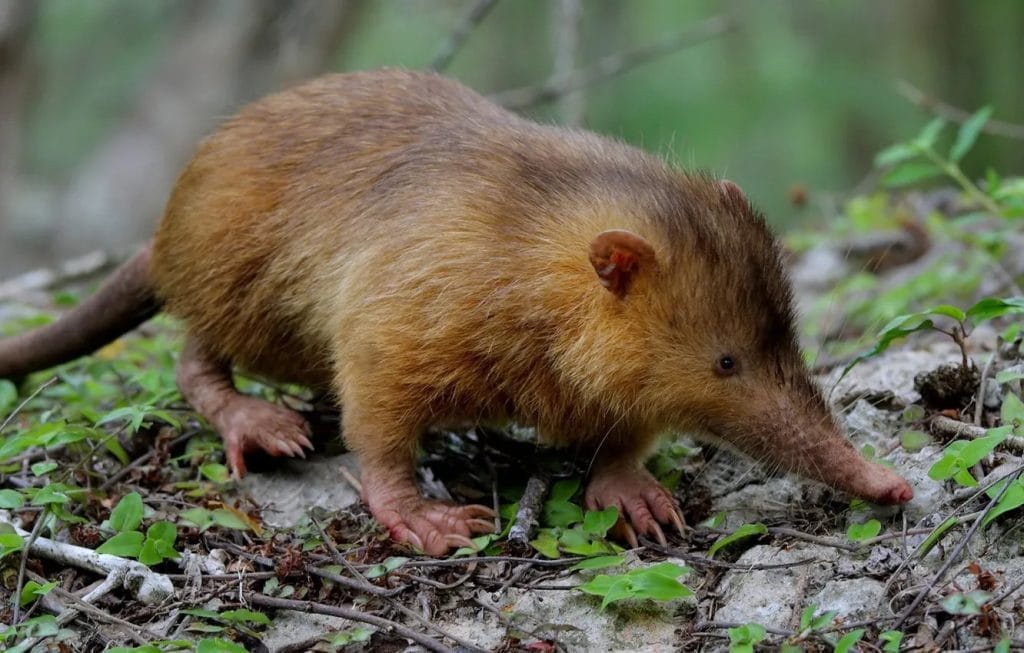 Desman walking through a forest