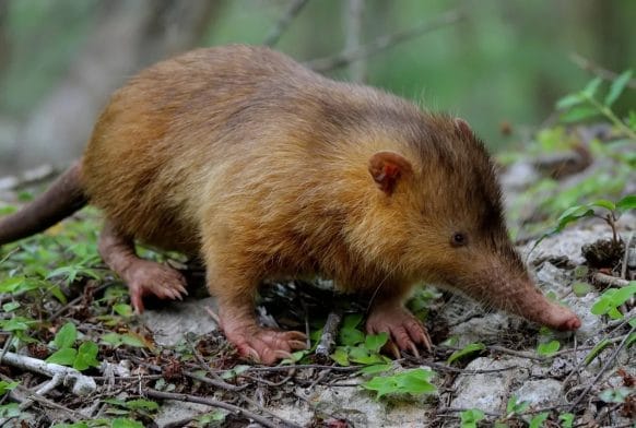 Everything you need to know about the desman