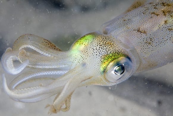 Fact file: Squid