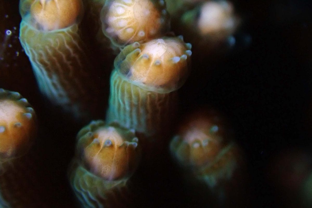 A Muricata coral spawning