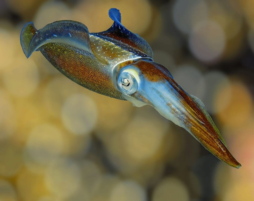 Caribbean reef squid