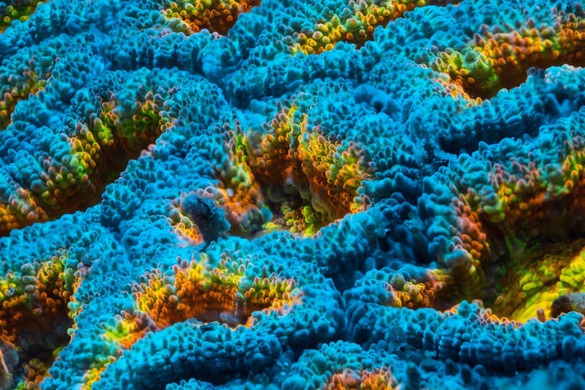 Coral at Horniman Aquarium.