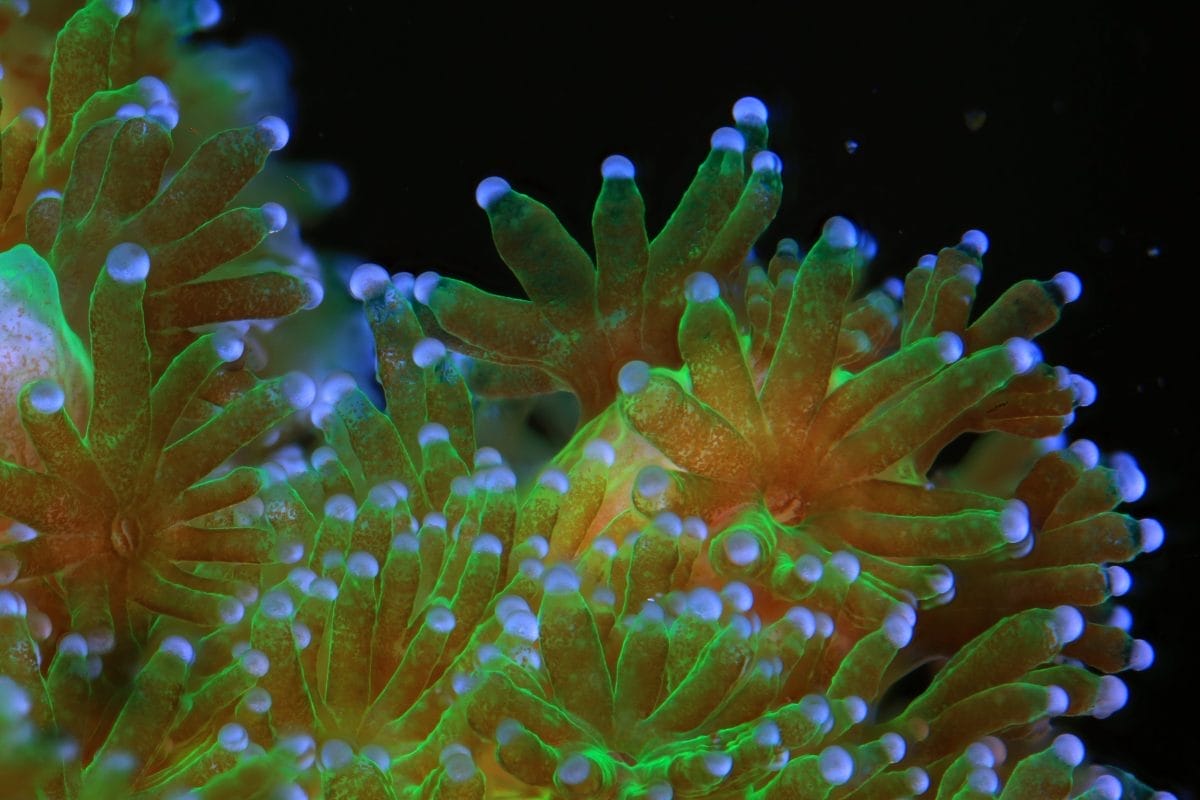 Coral at Horniman Museum