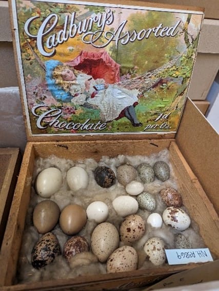 An assortment of British bird eggs sitting on cotton wool in an old Cadbury's Assorted Chocolates box