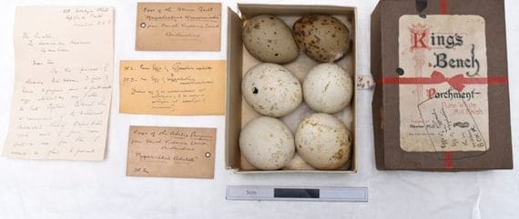 Four eggs of an Adelie Penguin