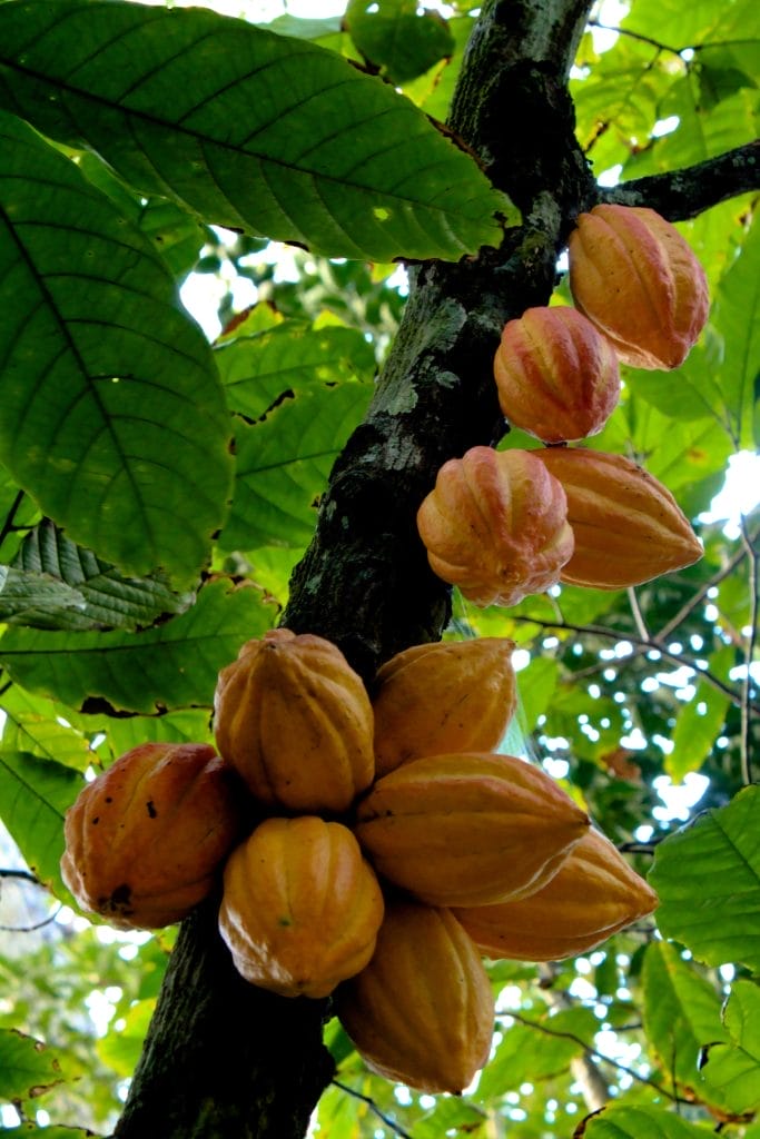 Cacao tree