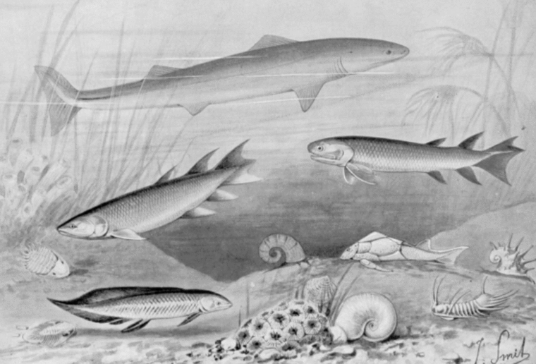 Devonian fish illustration by Joseph Smit (1836-1929), from Nebula to Man, 1905 England