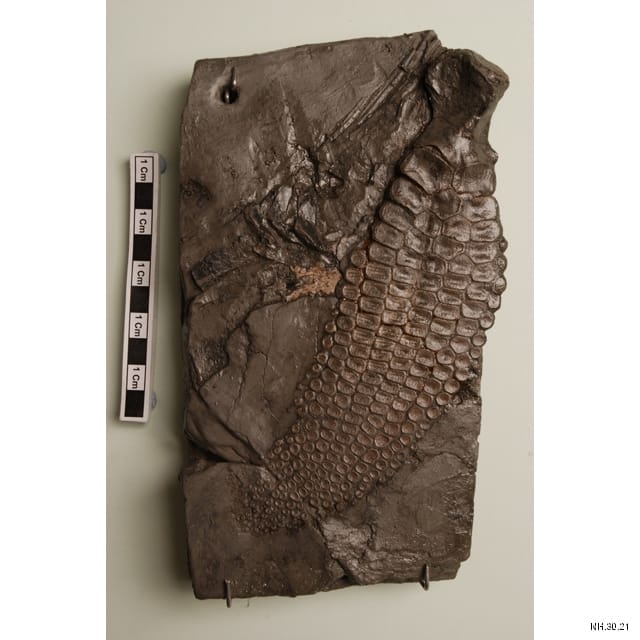 Right forelimb (paddle) of Ichthyosaur