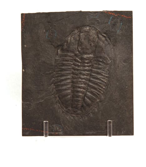 Fossil trilobite from the Burgess Shale
