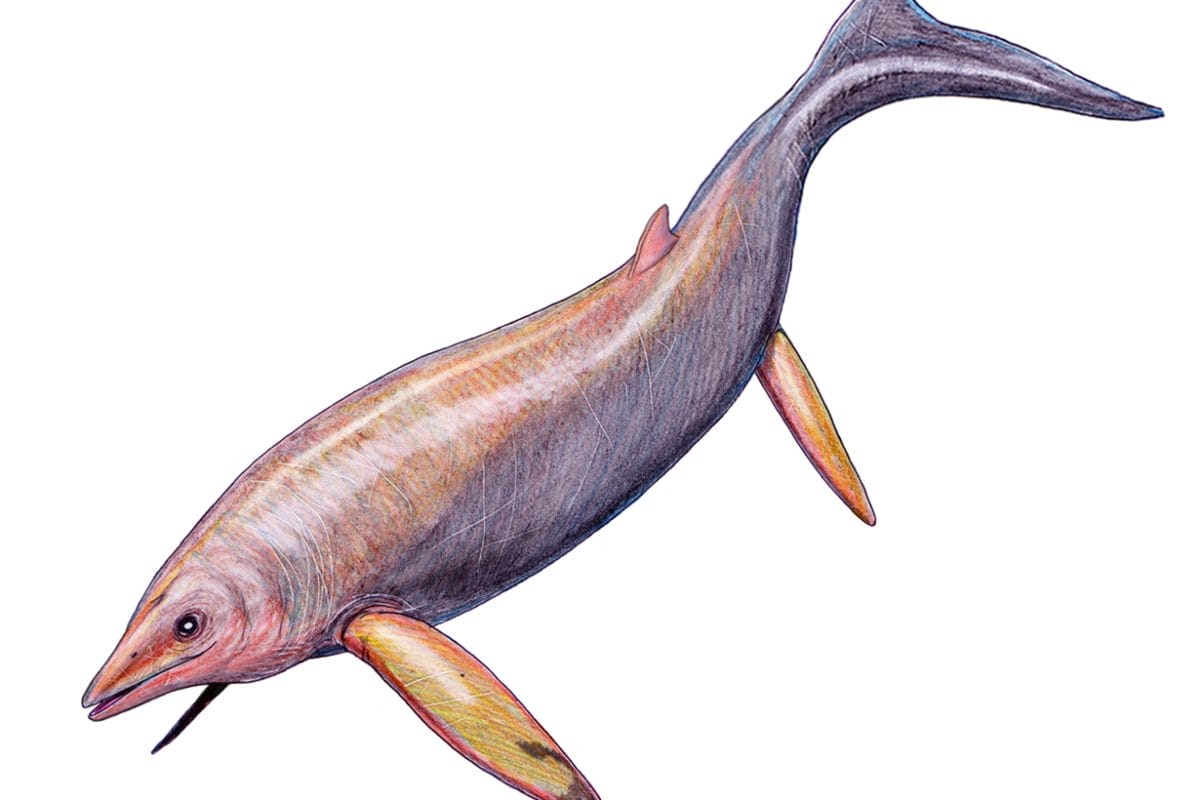 Shastasaurus pacificus restoration