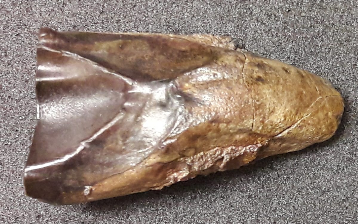Triceratops tooth