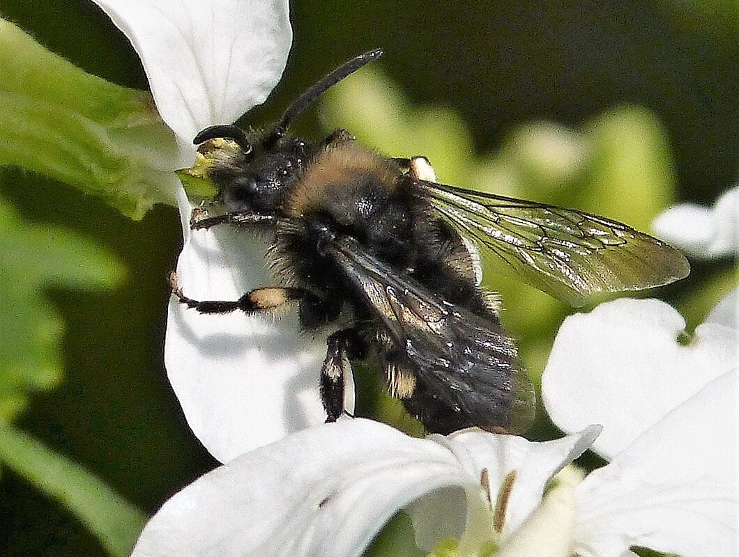 Mourning Bee close-up.