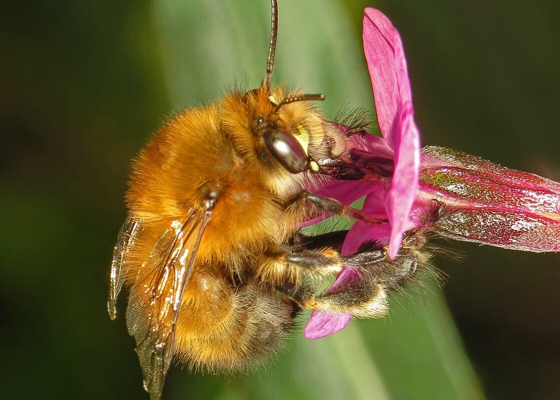 Close up of a Hairy Footed Flower Bee.