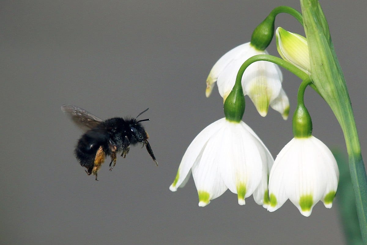 Hairy-Footed Flower Bee (Anthophora plumipes) on Spring Snowflake (Leucojum vernum).
