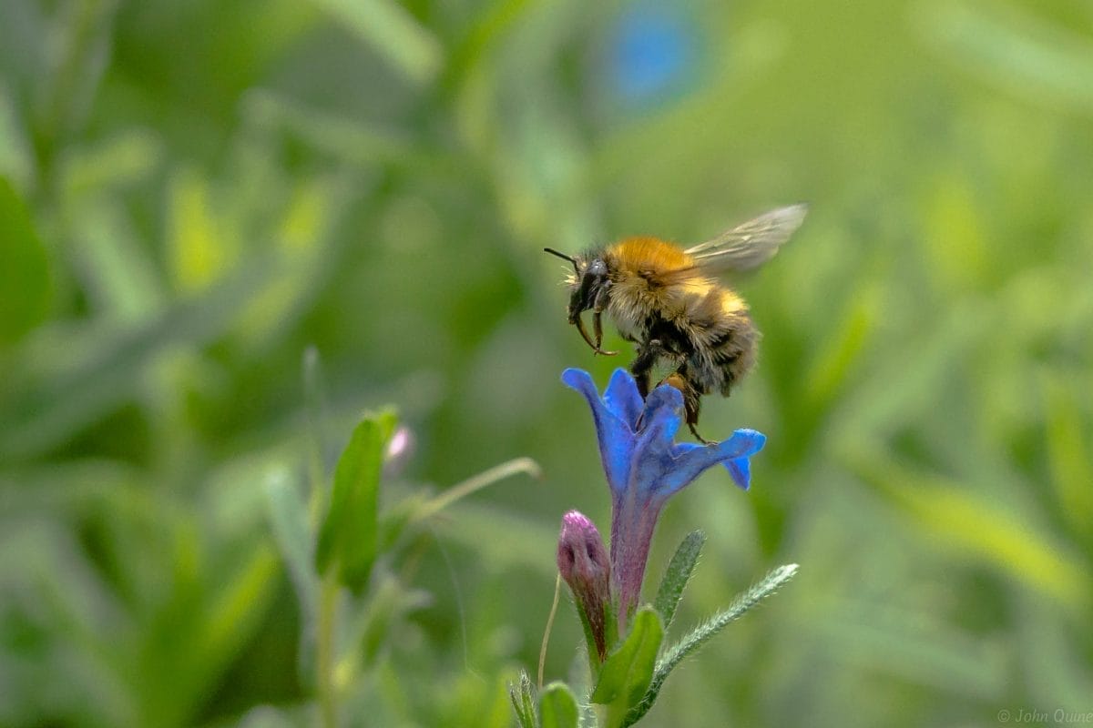 Hairy footed flower bee