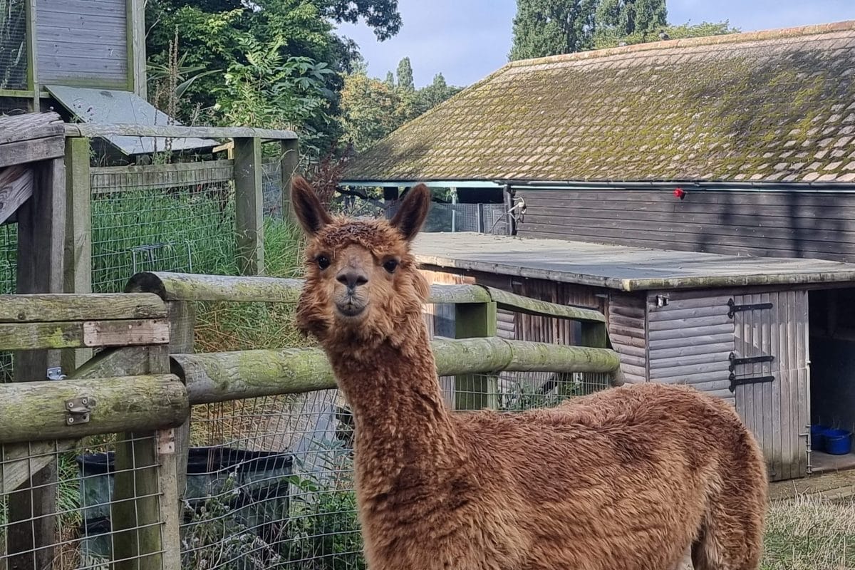 A brown alpaca