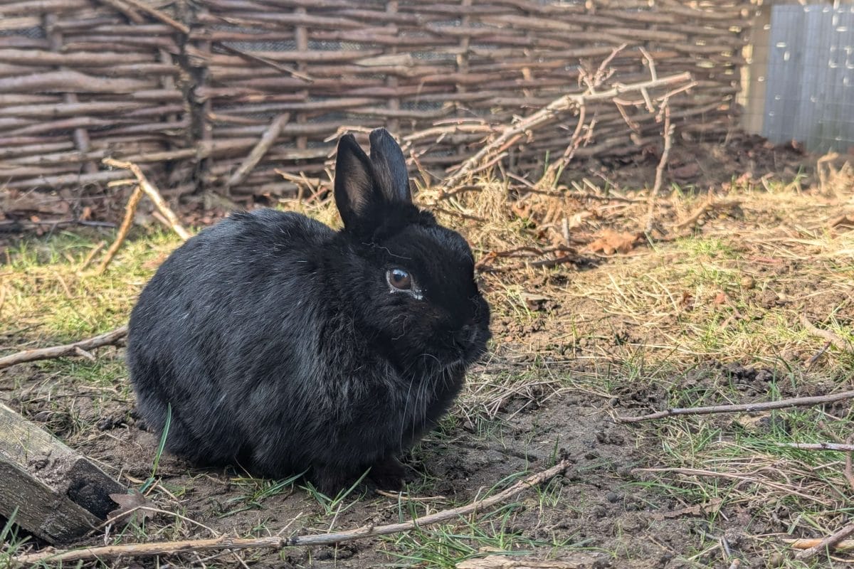 Small black rabbit
