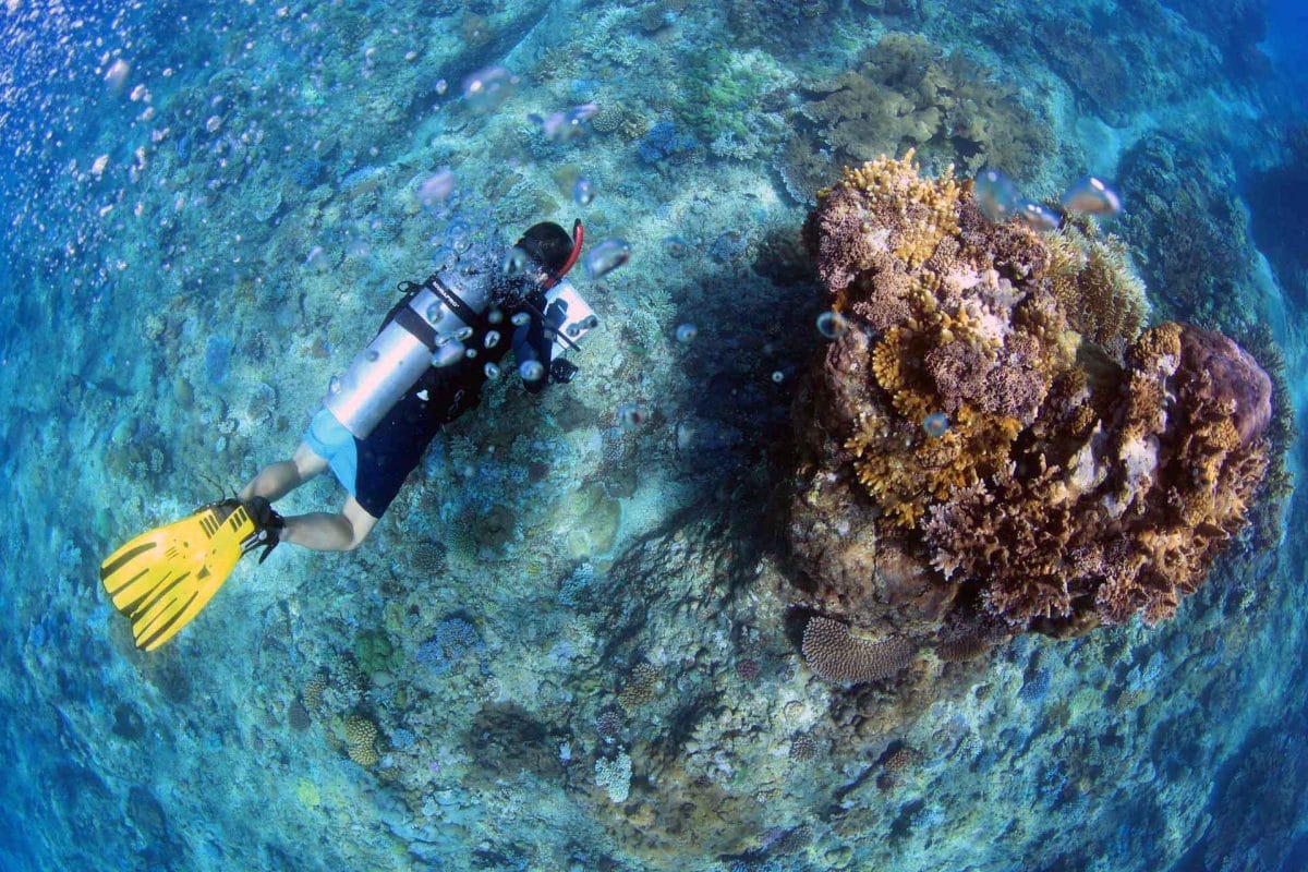 Photograph of diver looking at coral taken by Jamie Craggs.