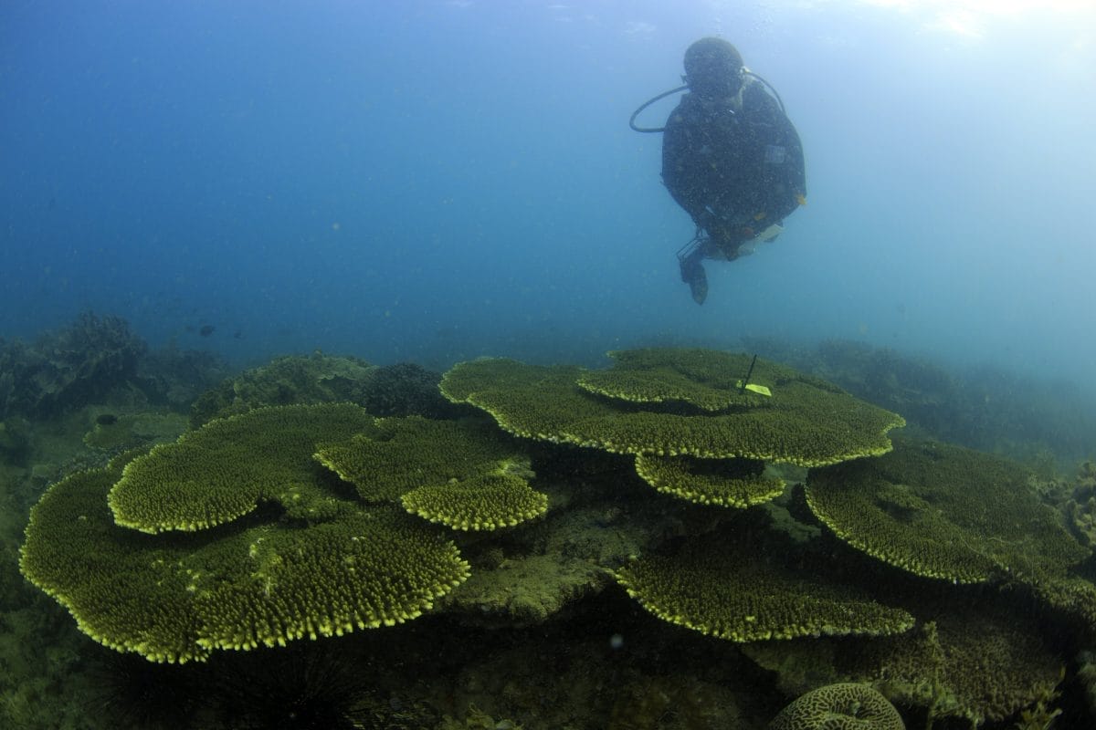 Underwater photo of a diver looking at coral fans