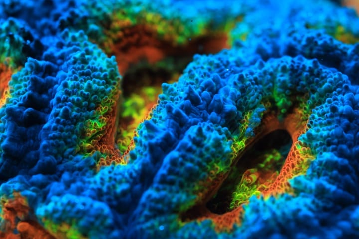 Blue coral as seen close up