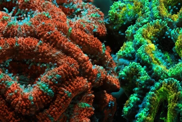 Mythbusting Coral