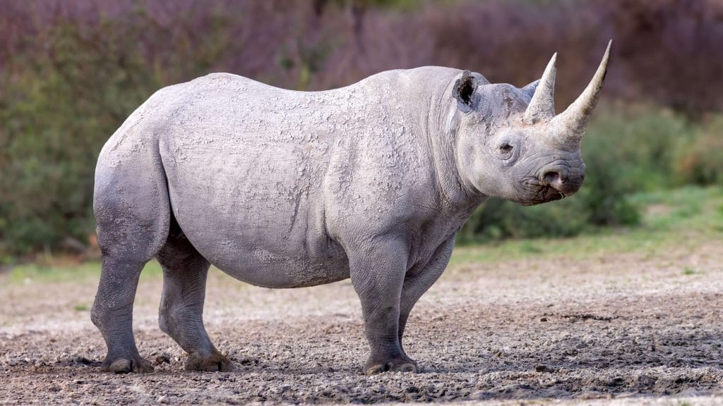 Black rhino