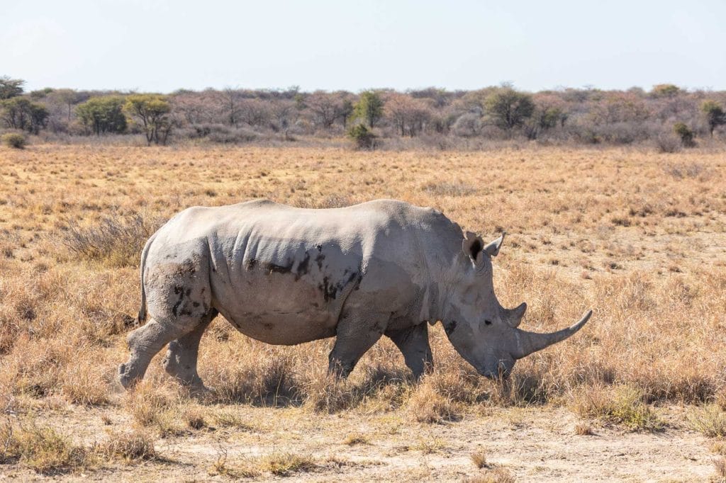 White rhinoceros