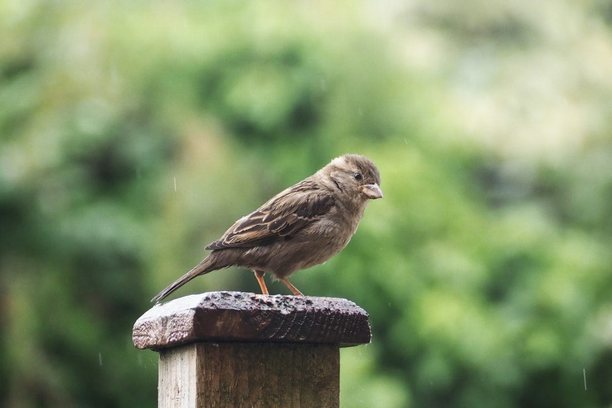 Sparrow perched on stump.