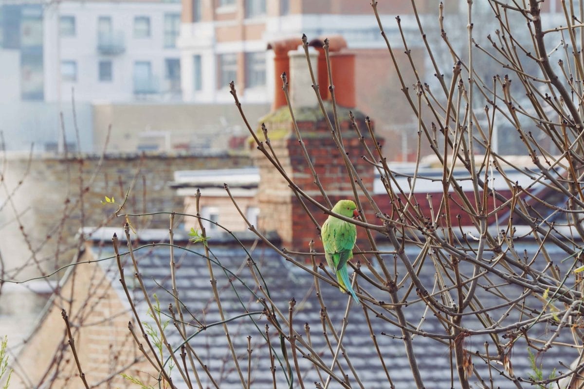 Green parakeet in tree above London skyline.