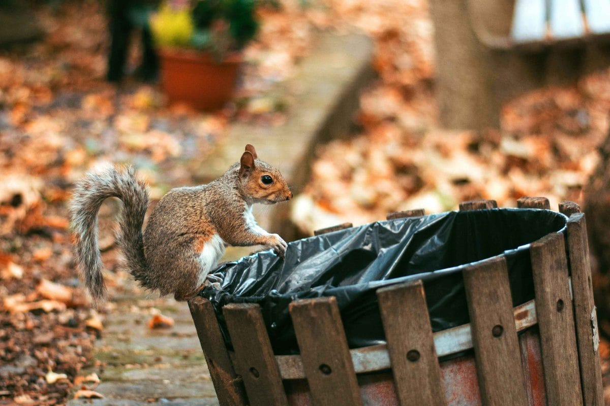 Squirrel sits on a park bin.