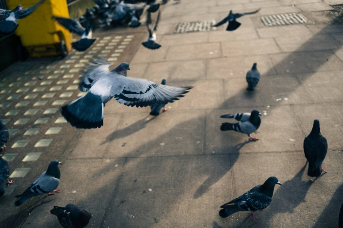 Pigeons on the streets of London.