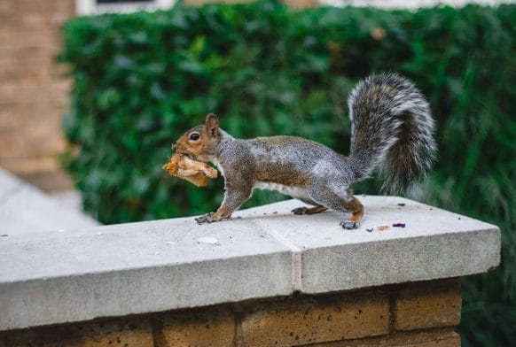 Where did London&#8217;s domestic wildlife come from?