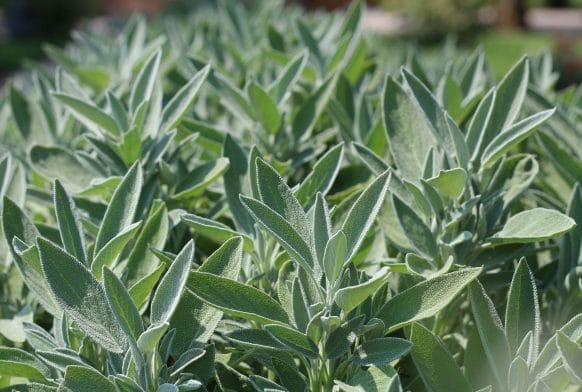 Plants, food and folklore