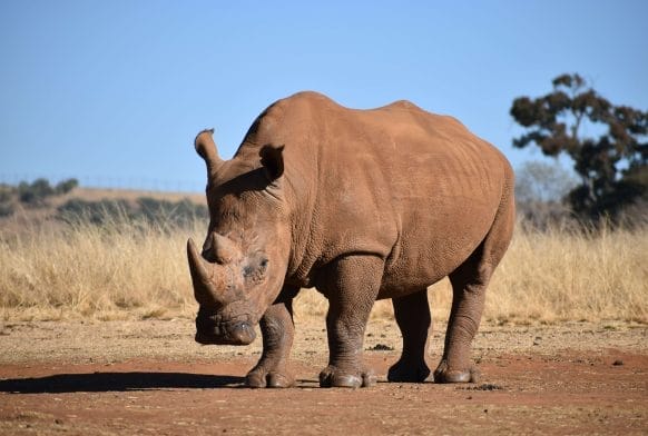 Fact file: rhinoceros