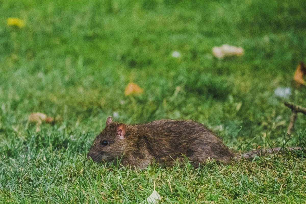 Brown rat in a park.