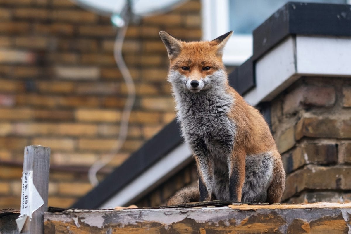 Urban fox sitting on wall.