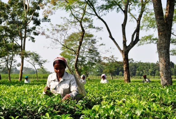 Who makes your tea?