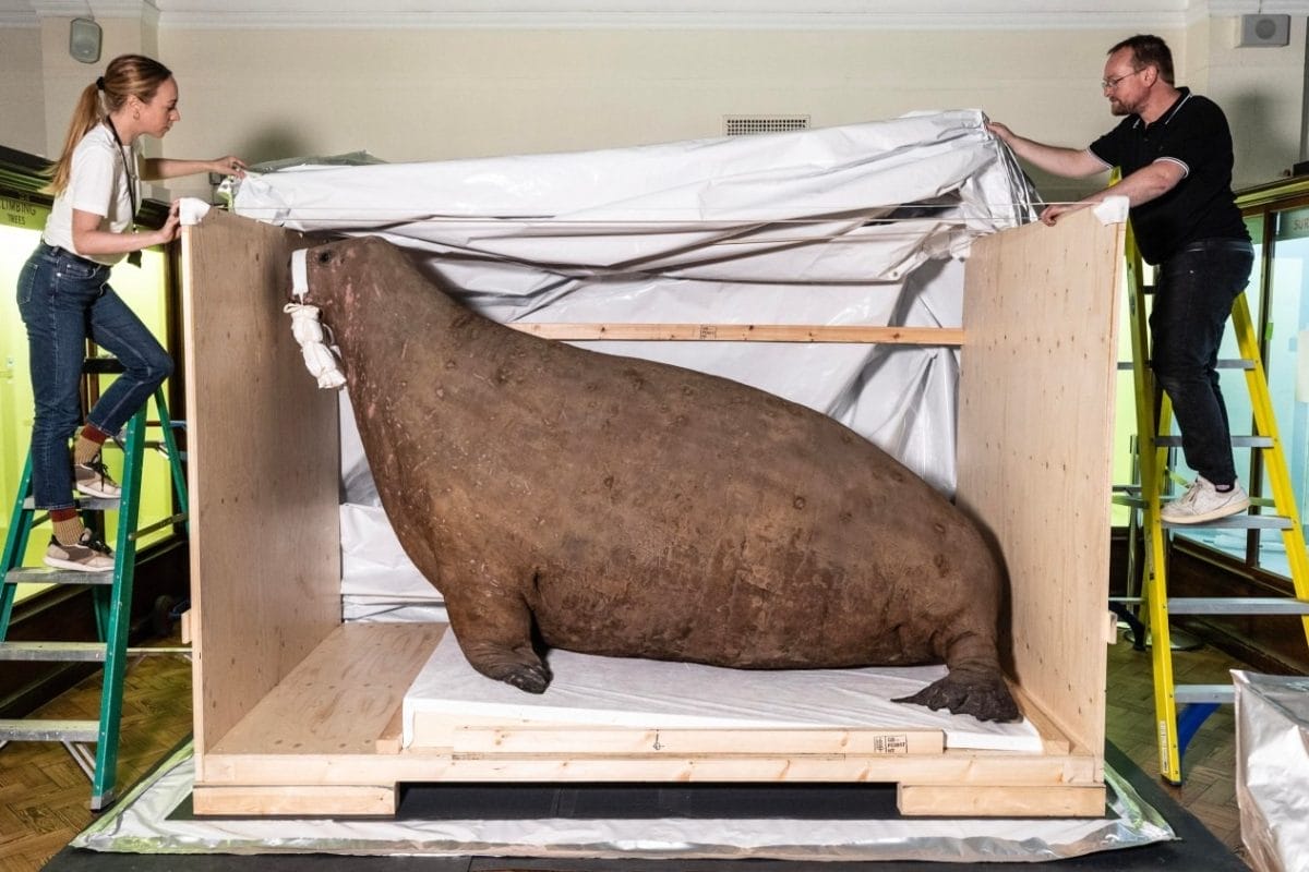 The Horniman Walrus being prepared for precautionary pest treatment.