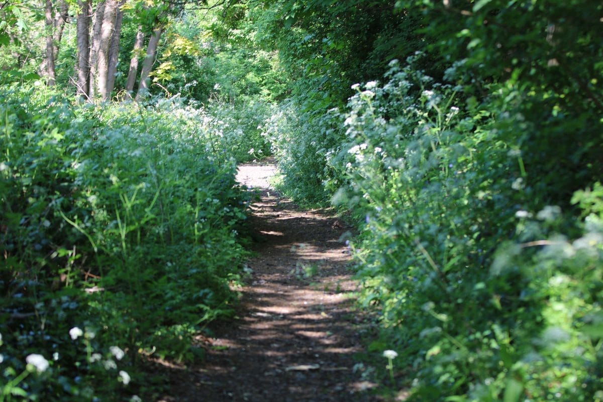 Two green bushes on either side of a path in a wooded area