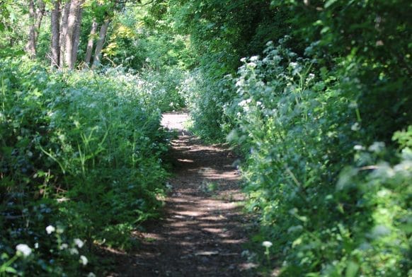 Picking up after dogs