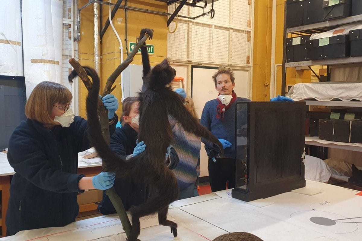 A display layout session at the Horniman’s Study Collection Centre.