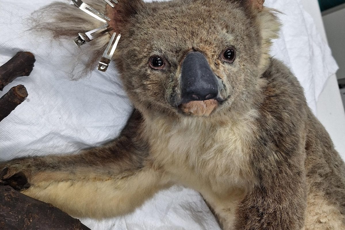 Koala taxidermy being treated at the Horniman.