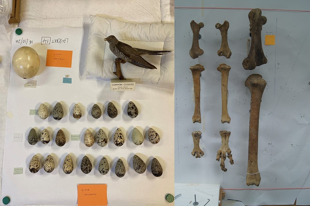 Preparation for the layout of objects before they are conserved and mounted.