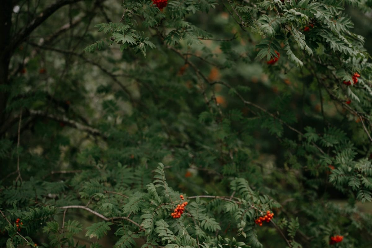Image of a rowan tree.