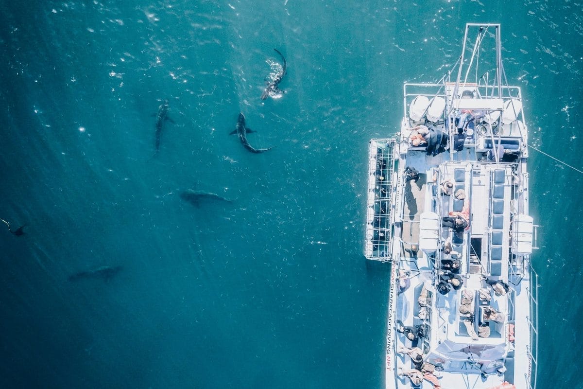 Fishing boat and sharks by Clayton Cardinelli.