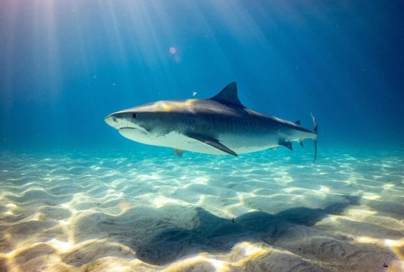 Fact file: Sharks